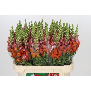 Antirrhinum Antibes Orange