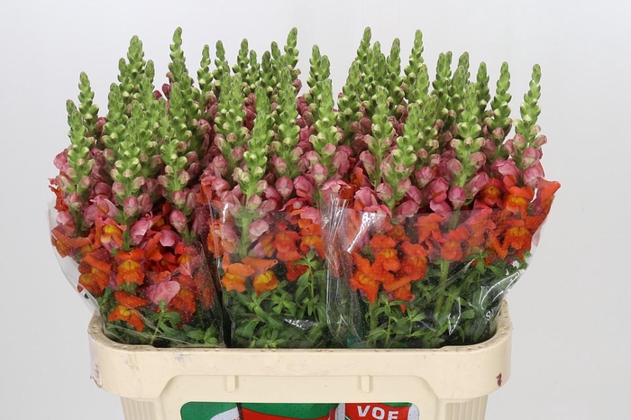 Antirrhinum Antibes Orange