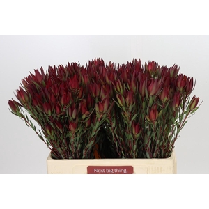 Leucadendron Blush Spray