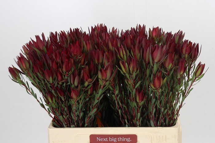 Leucadendron Blush Spray