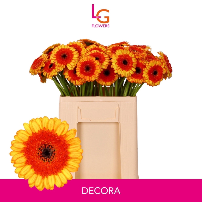<h4>GE MI DECORA</h4>