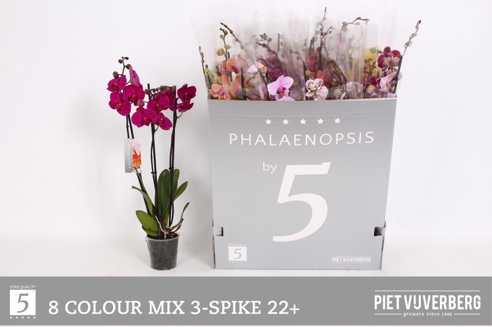 <h4>PHAL GEM 8 KL</h4>