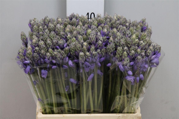 <h4>Scil Ov Blauw</h4>