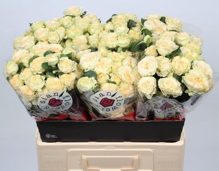 <h4>R TR SUMMERROSE</h4>