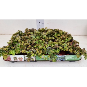 Sedum album 'Coral Carpet'