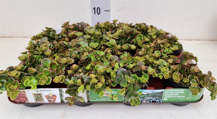 <h4>Sedum album 'Coral Carpet'</h4>