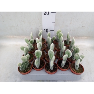 Opuntia microdasys 'Albispina'