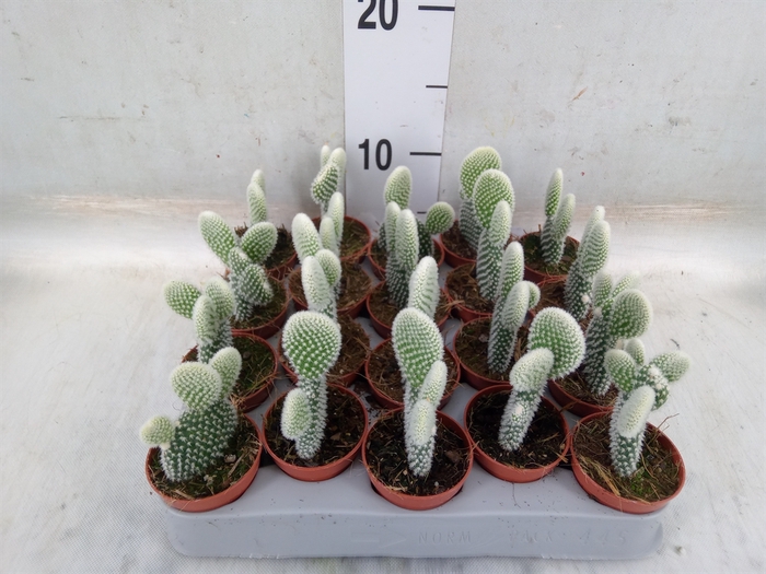 <h4>Opuntia microdasys 'Albispina'</h4>