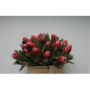 Protea Lieben Cherry