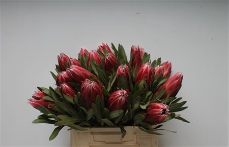 <h4>Protea Lieben Cherry</h4>