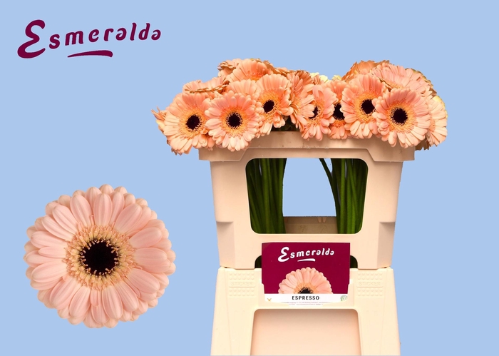 <h4>GE MI ESPRESSO</h4>