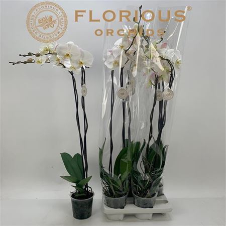 <h4>Phal Ov Wit 2 Branches 20+</h4>