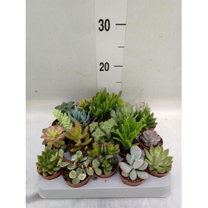 Succulents   ...