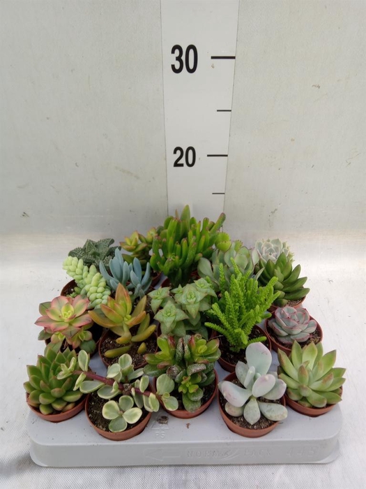 <h4>Succulents   ...</h4>