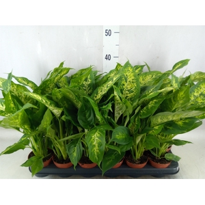 Dieffenbachia  'Compacta'