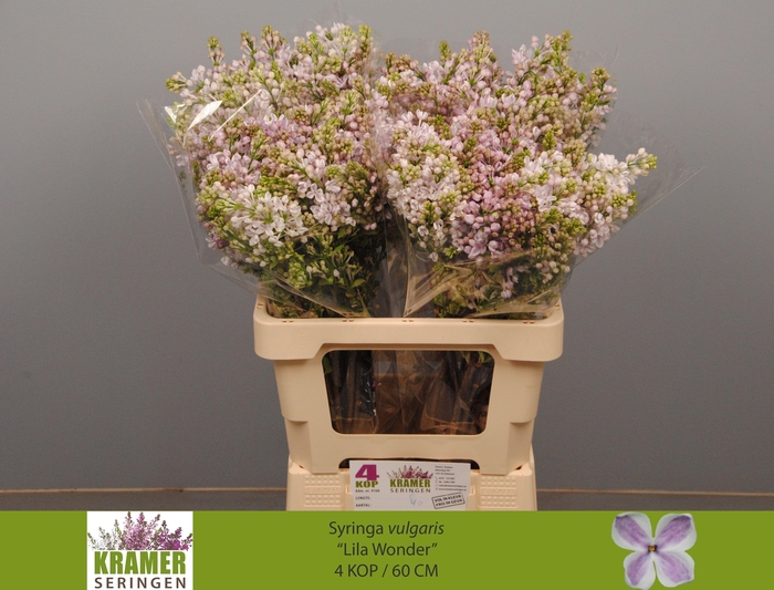 <h4>SYR V LILA WONDER</h4>