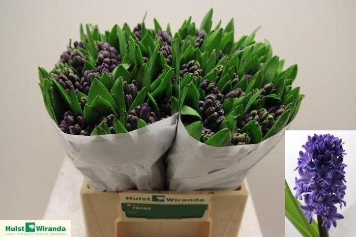 <h4>Hyac Atlantic</h4>