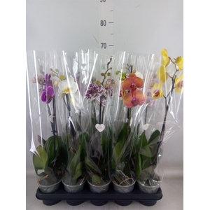 Phalaenopsis   ...