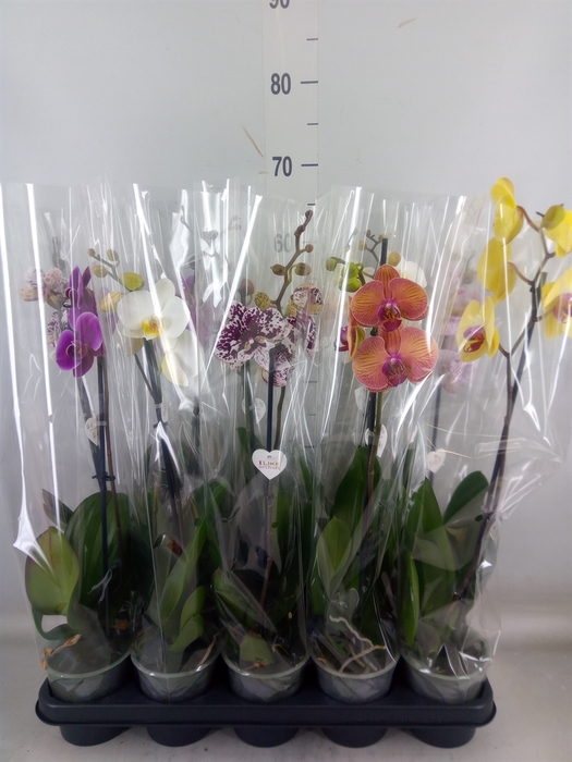 <h4>Phalaenopsis   ...</h4>
