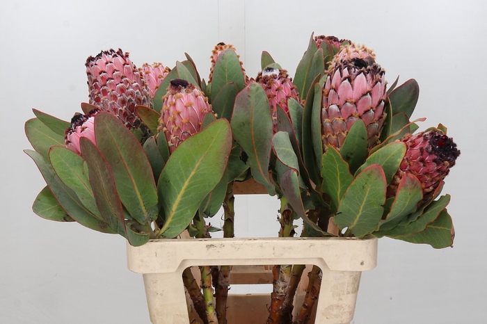 Protea Barbigera Air