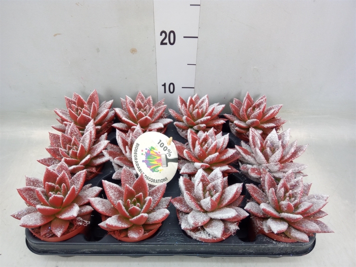 <h4>Echeveria  'Miranda'</h4>