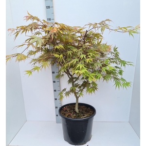 Acer palmatum (Matsumurae Grp) Chit