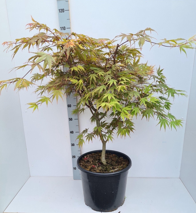 <h4>Acer palmatum (Matsumurae Grp) Chit</h4>