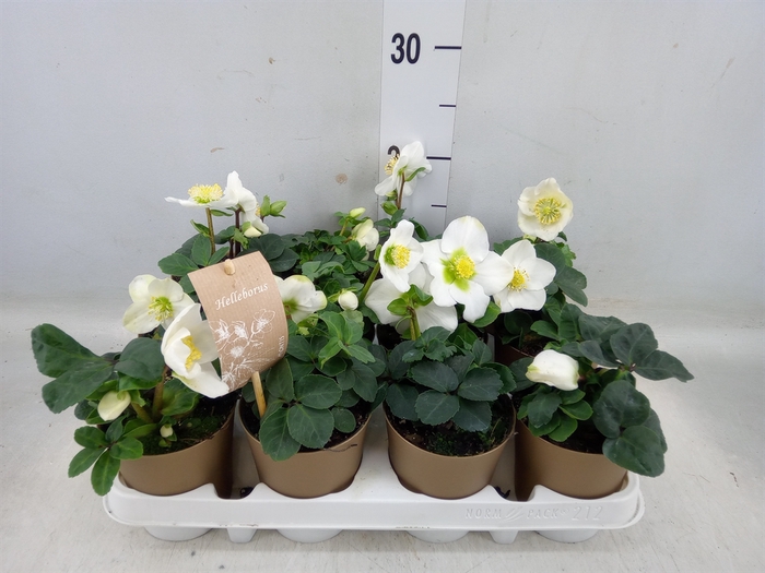 <h4>Helleborus niger 'Christmas Carol'</h4>