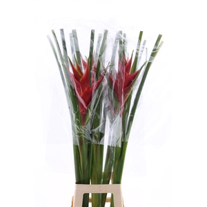 Hel Caribea Red Sg