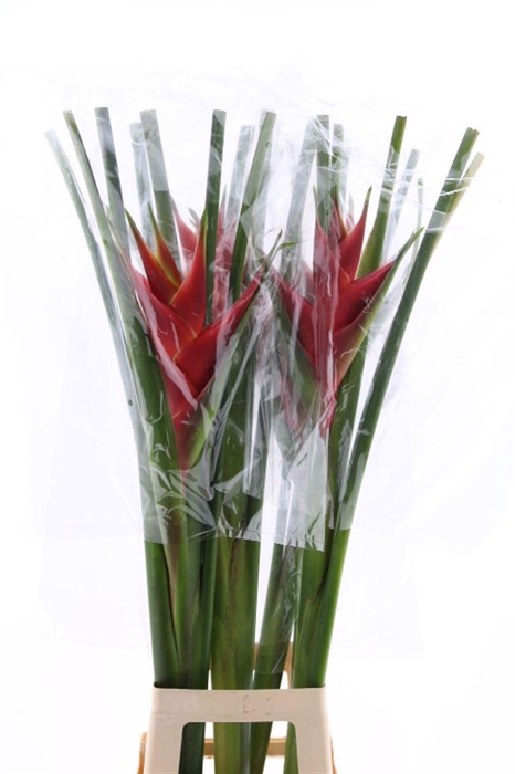 <h4>Hel Caribea Red Sg</h4>