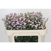 Aster Baby Pink Pearl