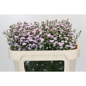 Aster Baby Pink Pearl