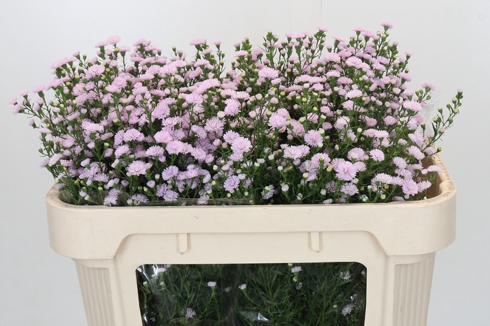 Aster Baby Pink Pearl
