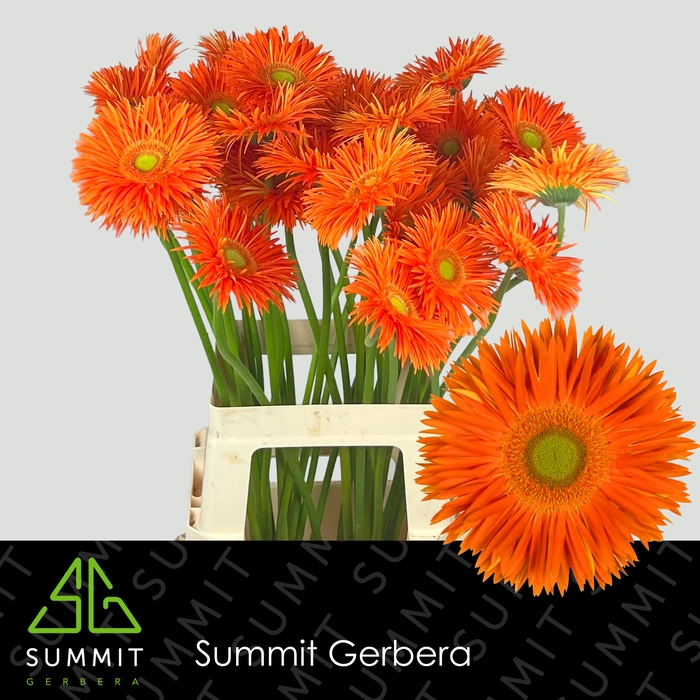 <h4>Gerbera Spider Yari</h4>