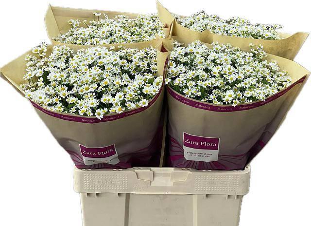 <h4>TANA PA CAMERON</h4>