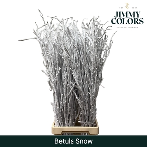Betula L120 Snow