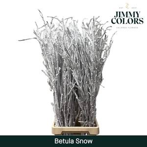 Betula L120 Snow