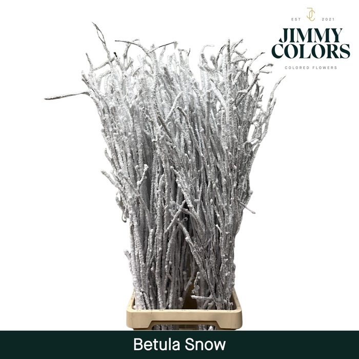 <h4>Betula L120 Snow</h4>