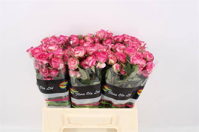<h4>R Tr EyeOpener Flora Ola</h4>