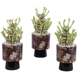 Lucky Bamboo Shape Round 3B Ø14cm Ceramic PL672