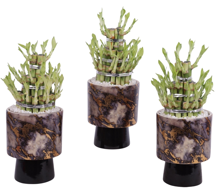<h4>Lucky Bamboo Shape Round 3B Ø14cm Ceramic PL672</h4>