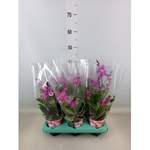 Phalaenopsis   ...lilac