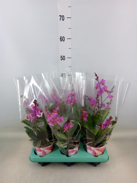 <h4>Phalaenopsis ...lilac</h4>