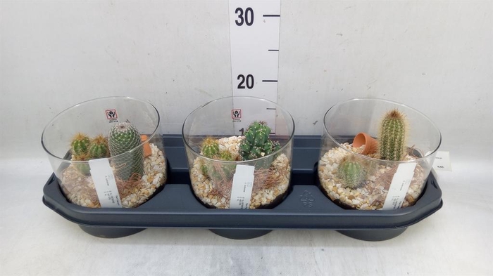 <h4>Arr.  Cactus L%</h4>