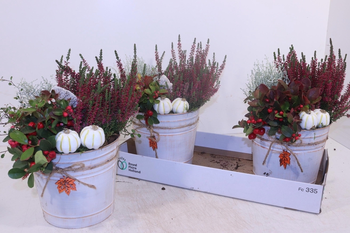 <h4>ARR TUINPLANTEN</h4>