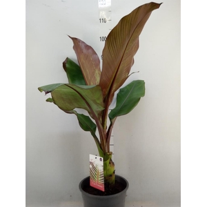 Ensete ventricosum 'Maurelii'