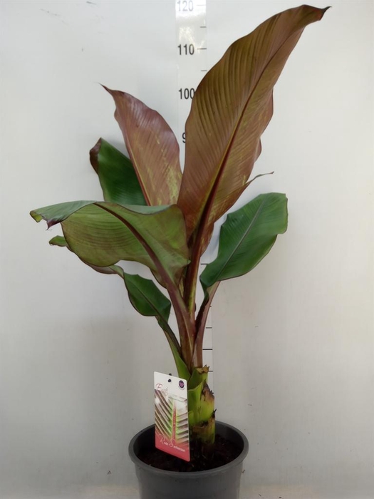 <h4>Ensete ventricosum 'Maurelii'</h4>