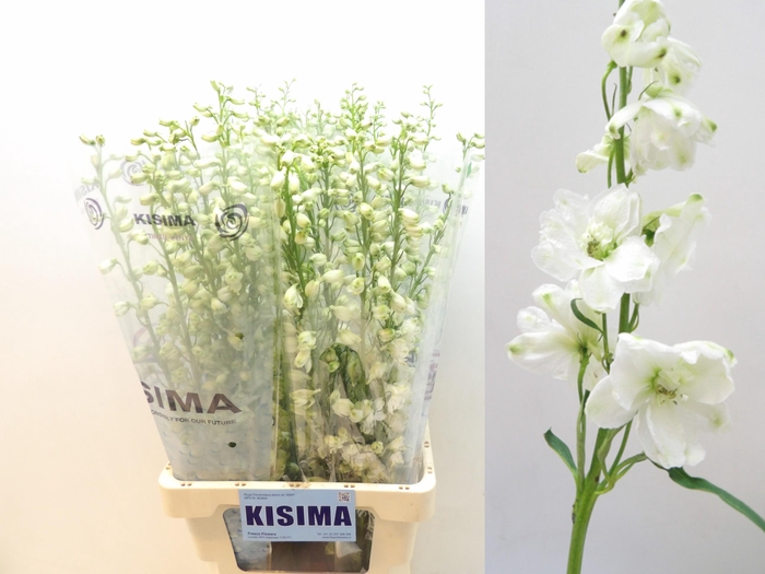 <h4>DELPH DU GUARD WHITE</h4>