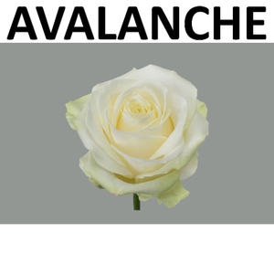 R GR AVALANCHE+ Berg White 50 cm