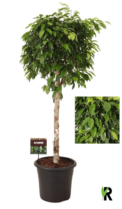 <h4>FIC BENJAMINA OV</h4>